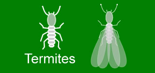 Termite Exterminator